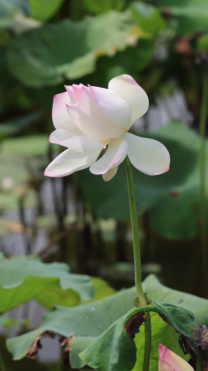 菡萏、荷花视频素材