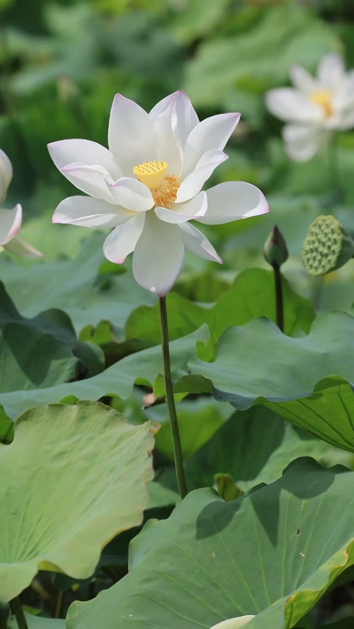 菡萏、荷花视频素材