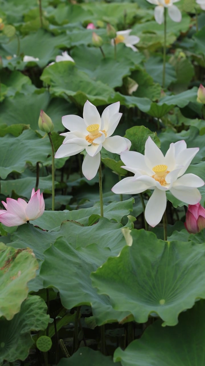 菡萏、荷花视频素材