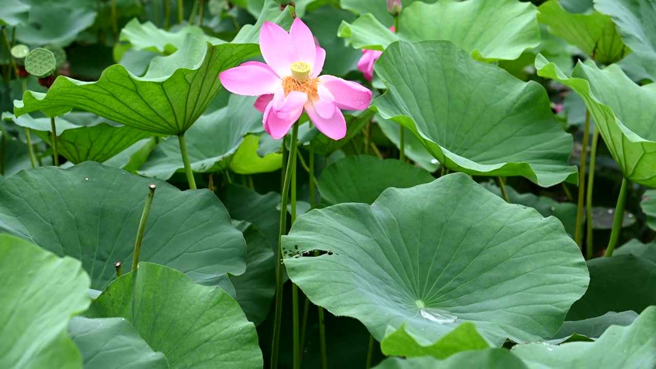 雨中荷花，江苏南京视频素材