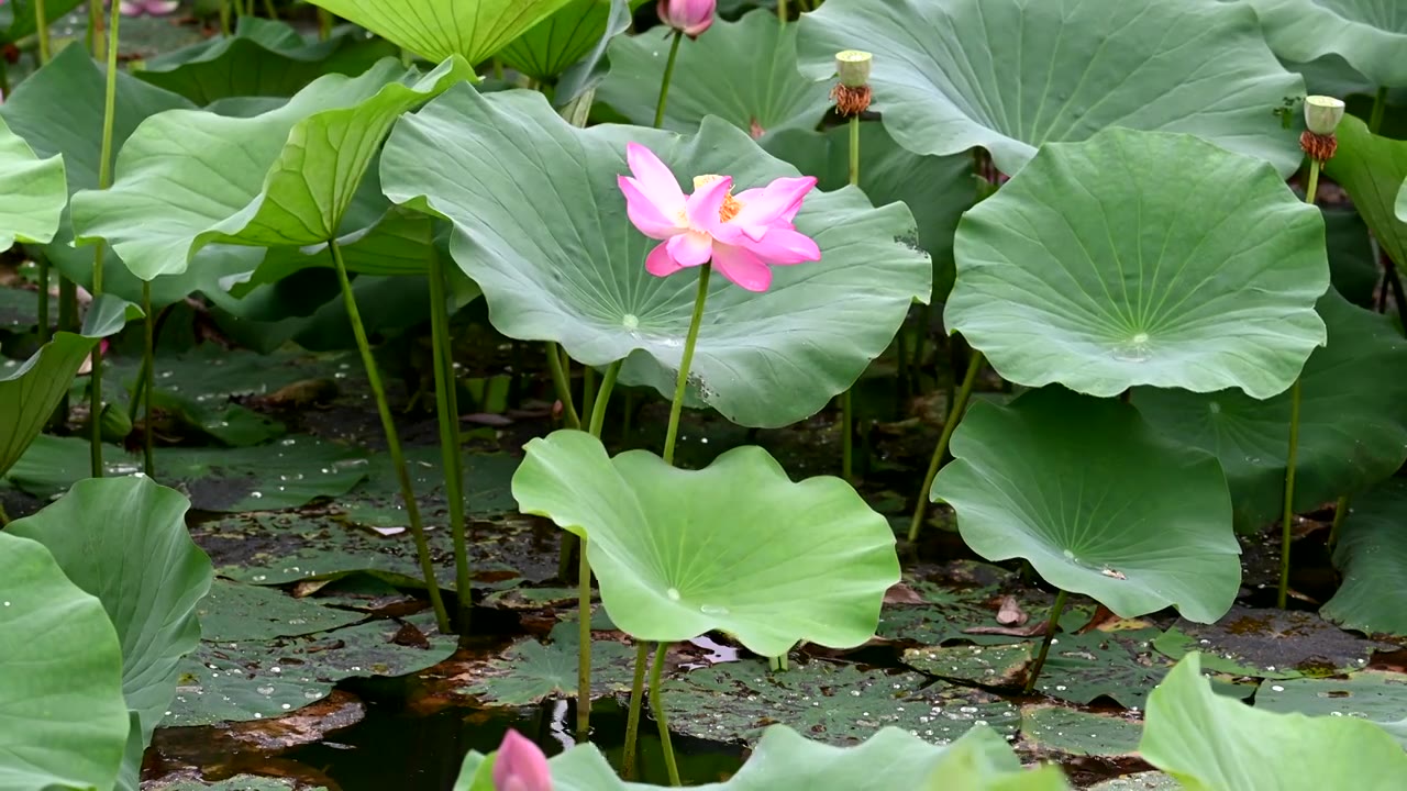 雨中荷花，江苏南京视频素材