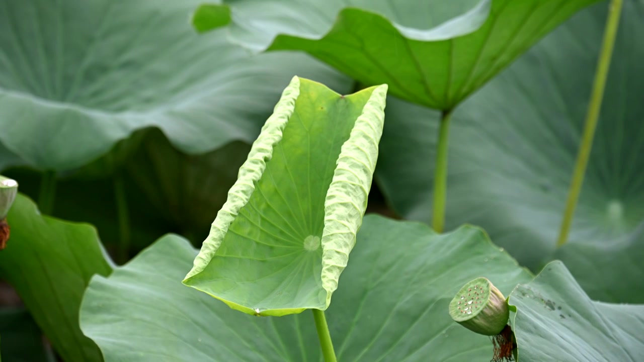 雨中荷花，江苏南京视频素材