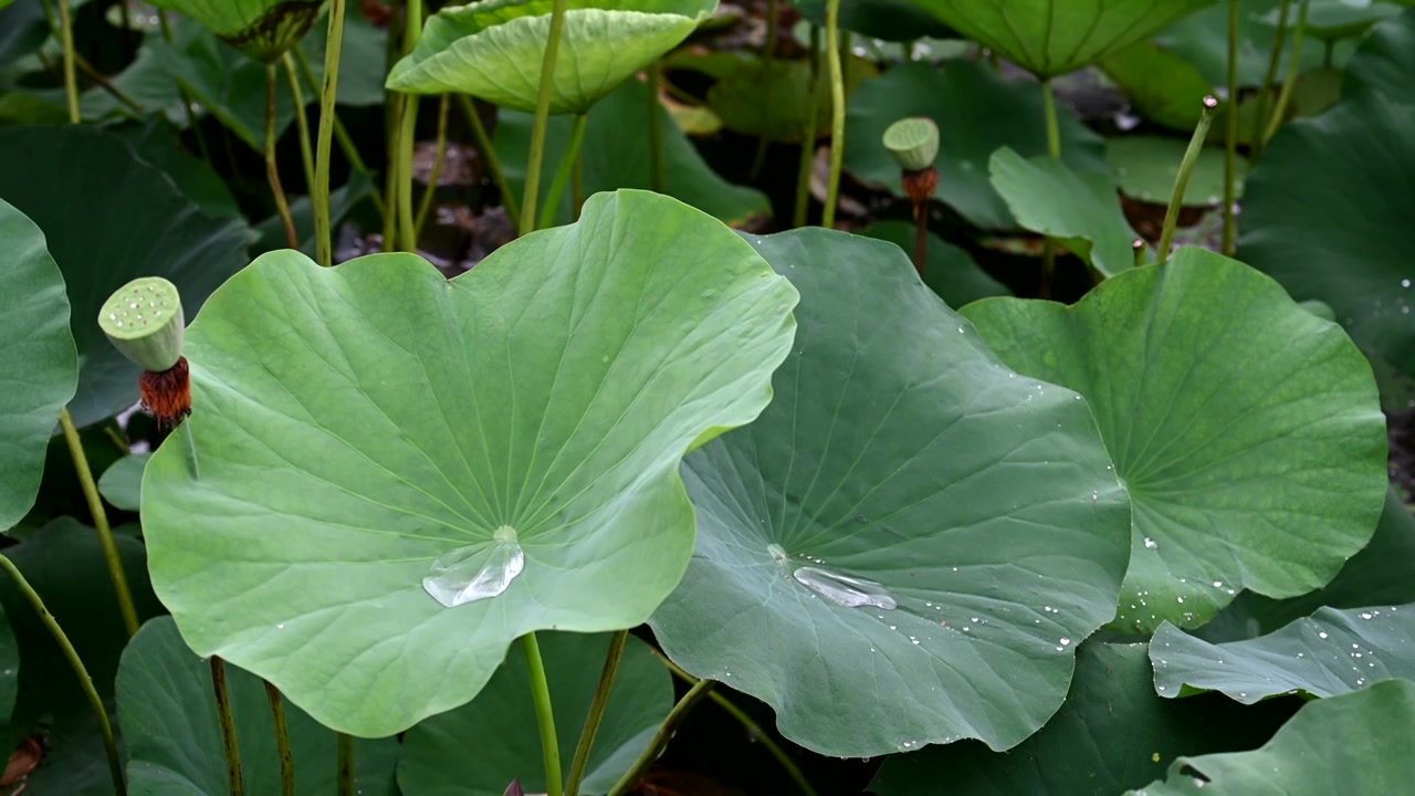 雨中荷花，江苏南京视频素材