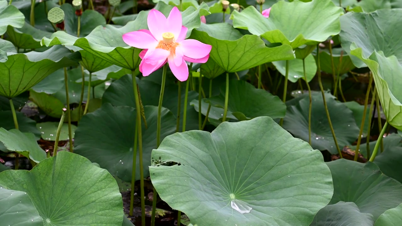 雨中荷花，江苏南京视频素材