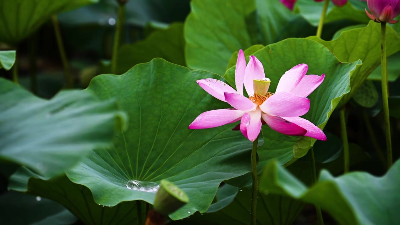 雨中荷花，江苏南京视频素材