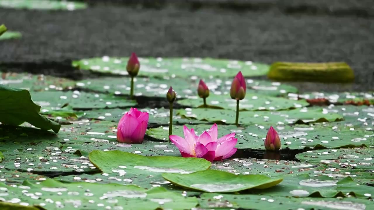 雨中荷花，江苏南京视频素材