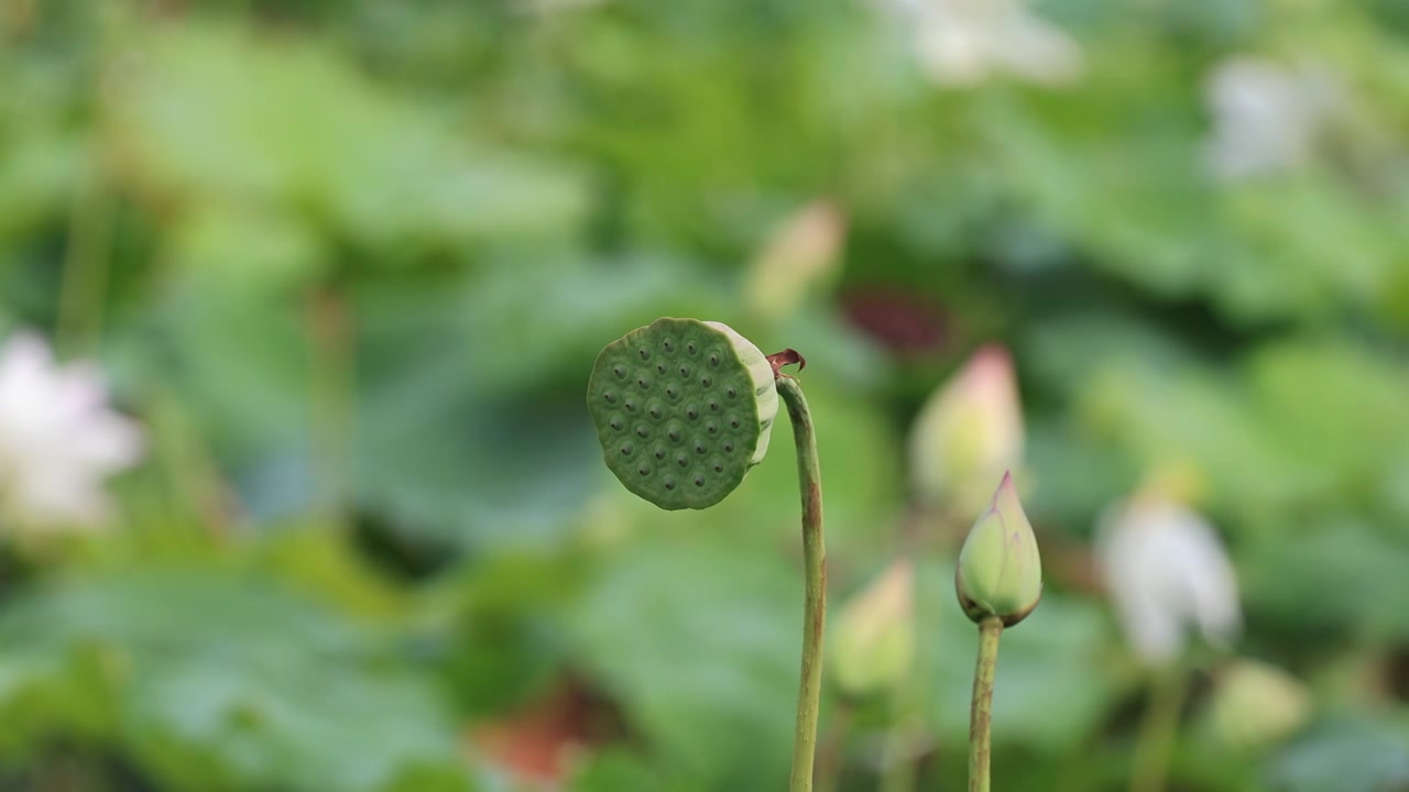 荷花莲蓬视频素材