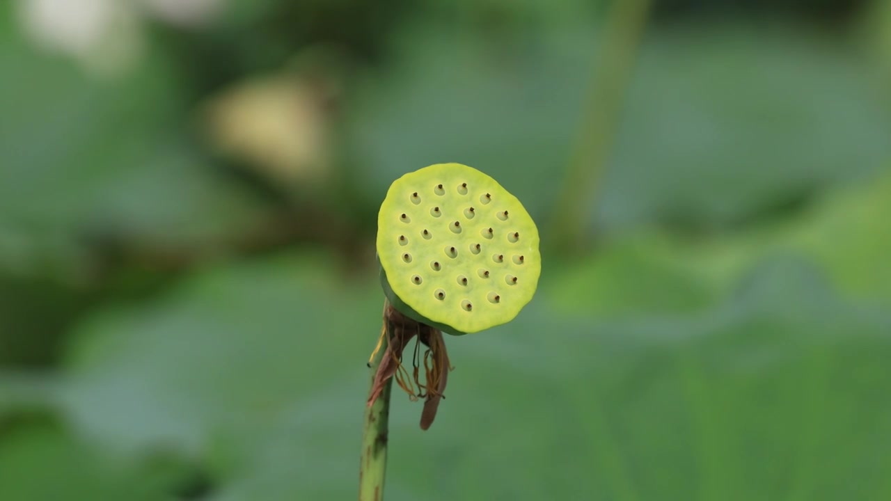 荷花莲蓬视频素材