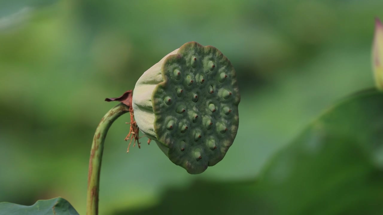 荷花莲蓬视频素材