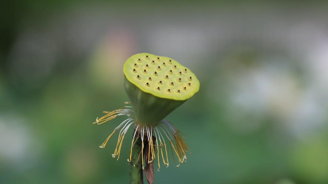 荷花莲蓬视频素材