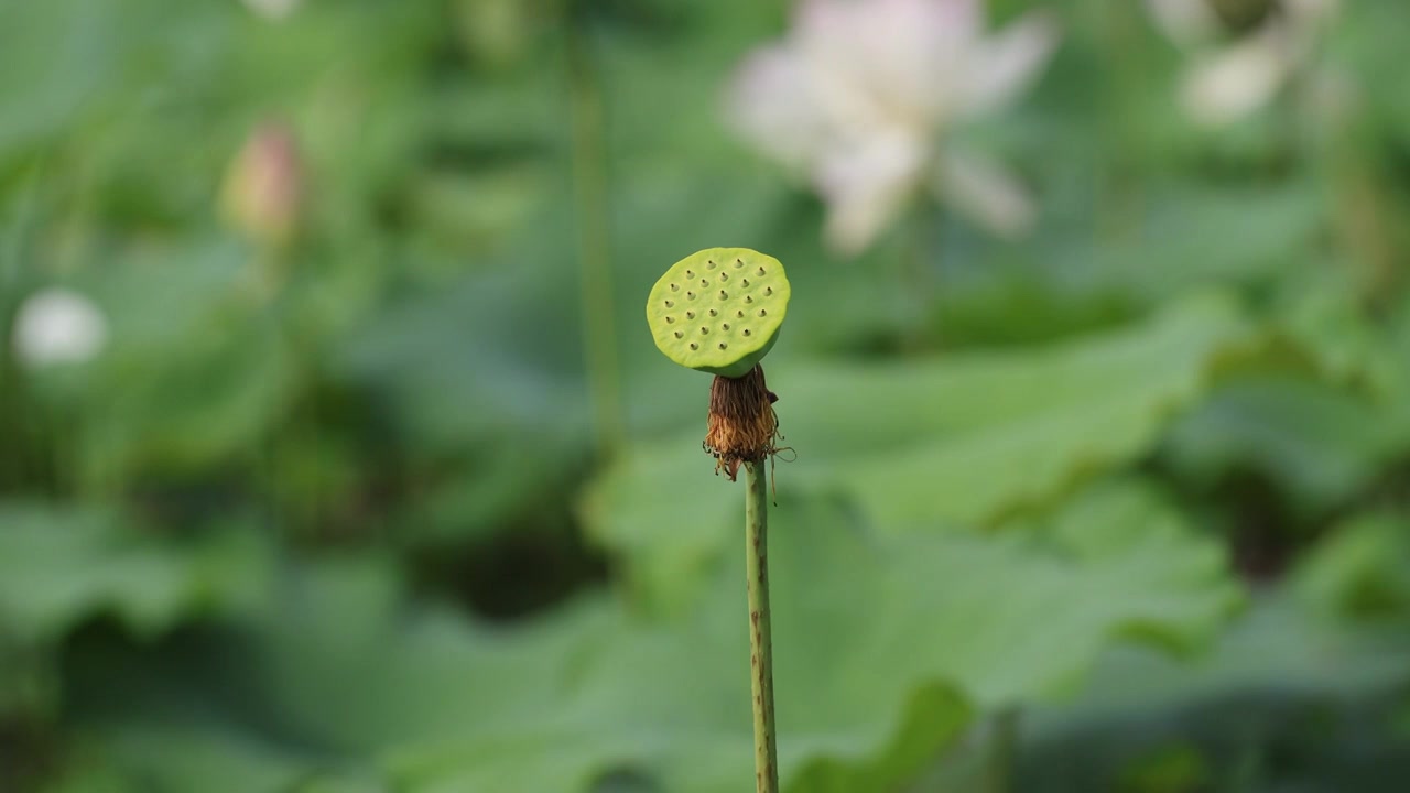 荷花莲蓬视频素材