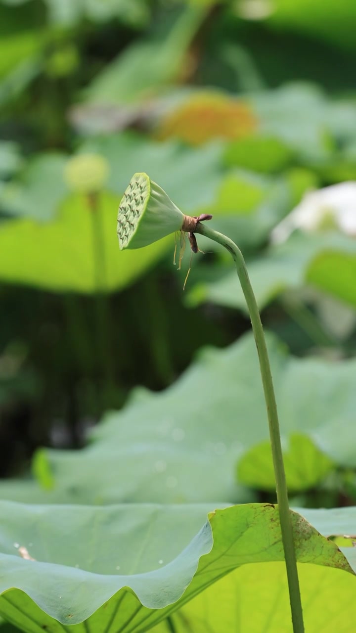 荷花莲蓬视频素材