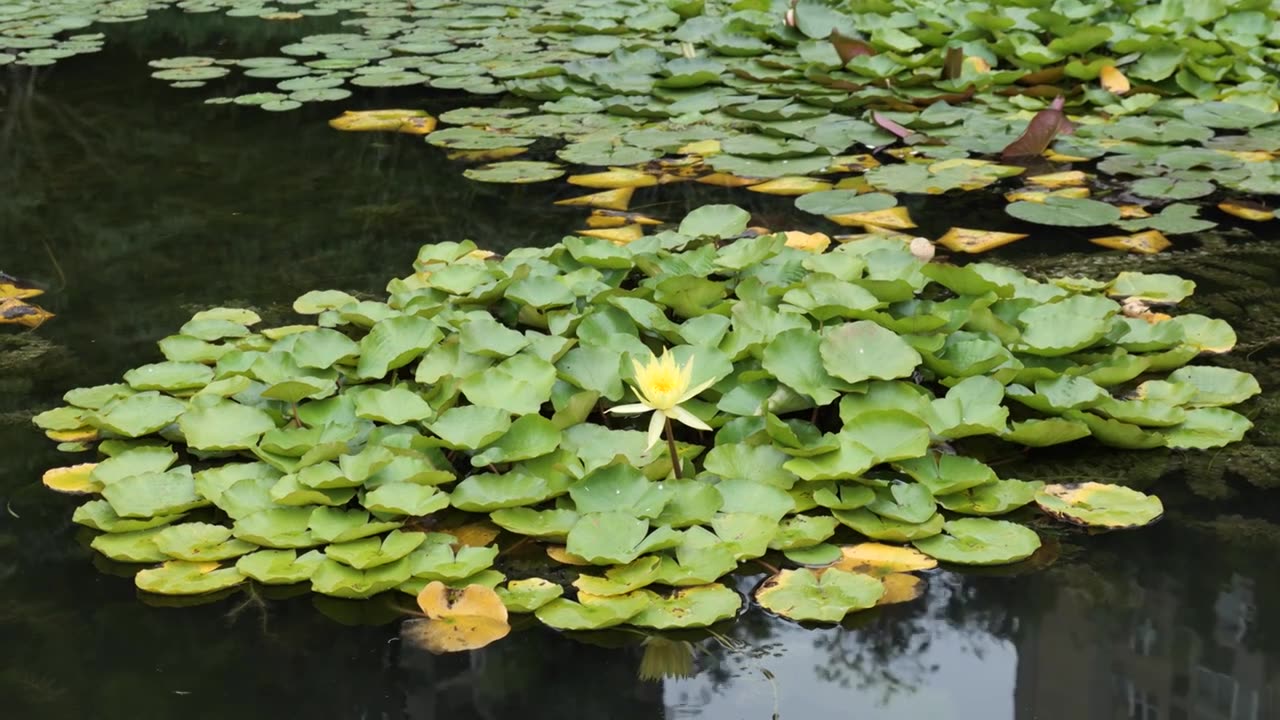 夏天白昼池塘睡莲丛黄色莲花盛开4K空镜视频下载