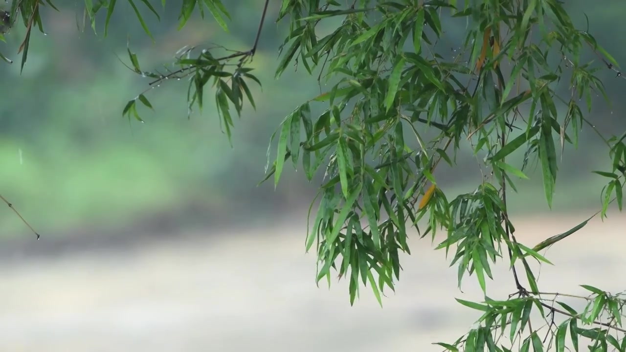 下雨天竹林竹子视频素材