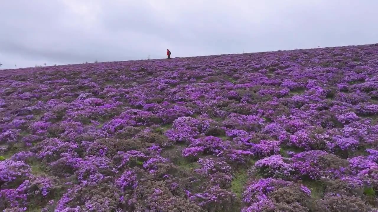 云南丽江香格里拉南宝牧场紫花杜鹃花海视频素材