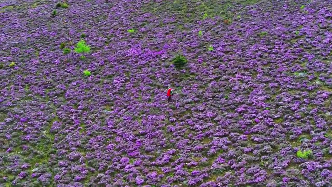 云南丽江香格里拉南宝牧场紫花杜鹃花海视频素材