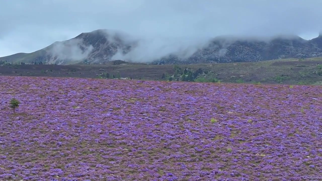 云南丽江香格里拉南宝牧场紫花杜鹃花海视频素材