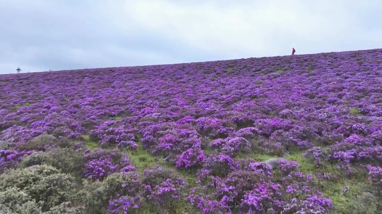 云南丽江香格里拉南宝牧场紫花杜鹃花海视频素材