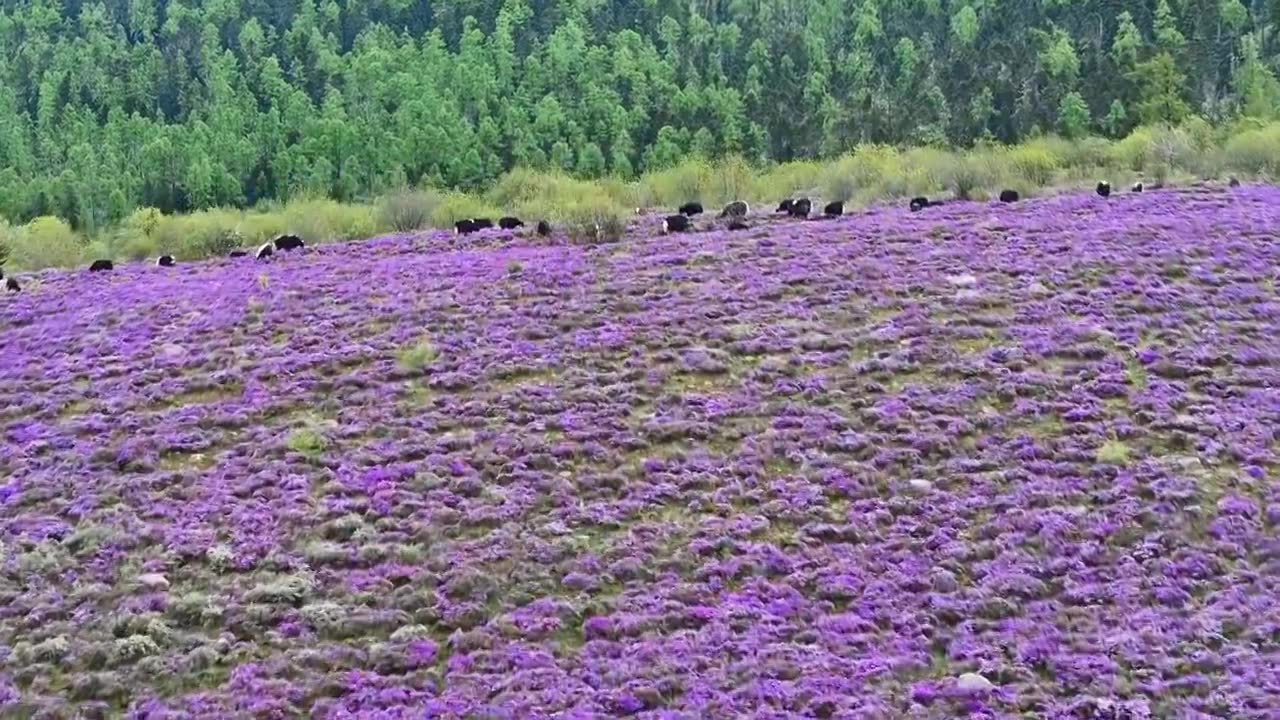 云南丽江香格里拉南宝牧场紫花杜鹃花海视频素材