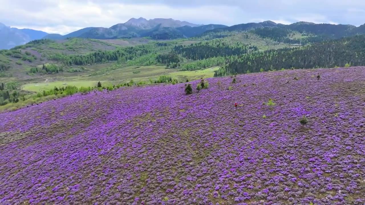 云南丽江香格里拉南宝牧场紫花杜鹃花海视频素材