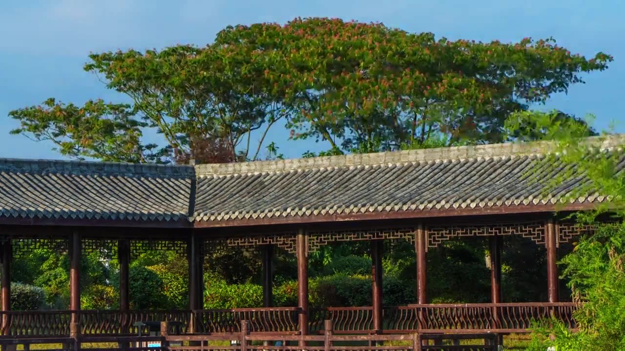 湖北襄阳园林古建筑亭子前的合欢花树盛开着红色的花朵视频素材