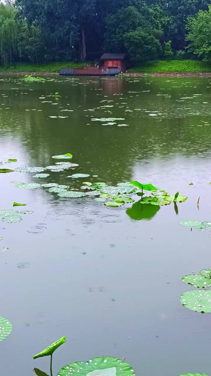 小雨的公园水边的小木屋视频素材