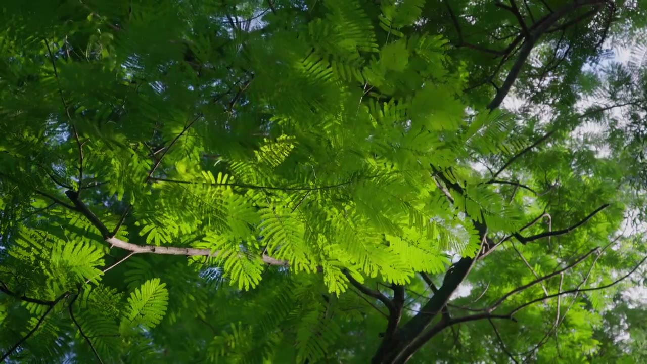 夏季阳光穿过树叶禅宗空镜头视频素材