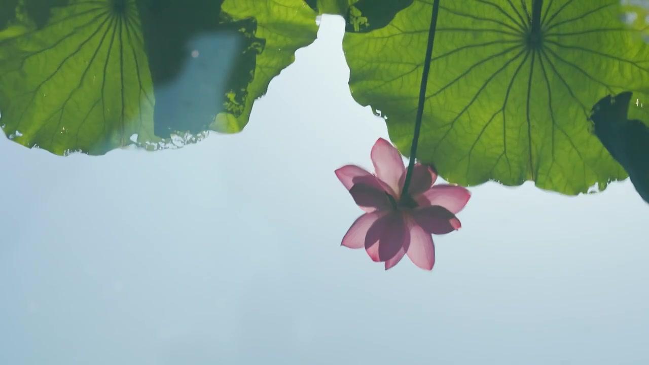 盛开的荷花荷叶倒映在荷塘的水面上视频素材