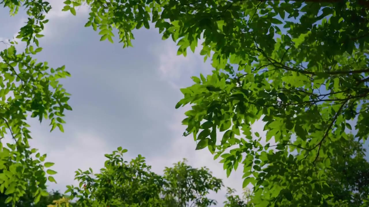 夏季蓝天白云叶子仰拍禅宗空镜头视频素材