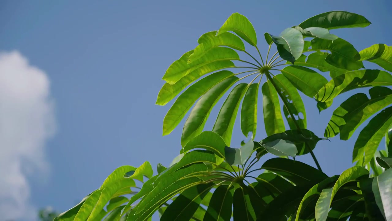 夏季蓝天白云叶子仰拍禅宗空镜头视频素材