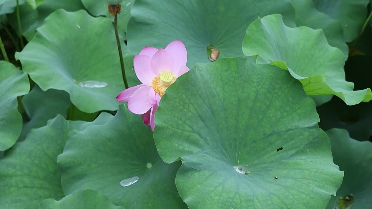 雨中荷花视频素材