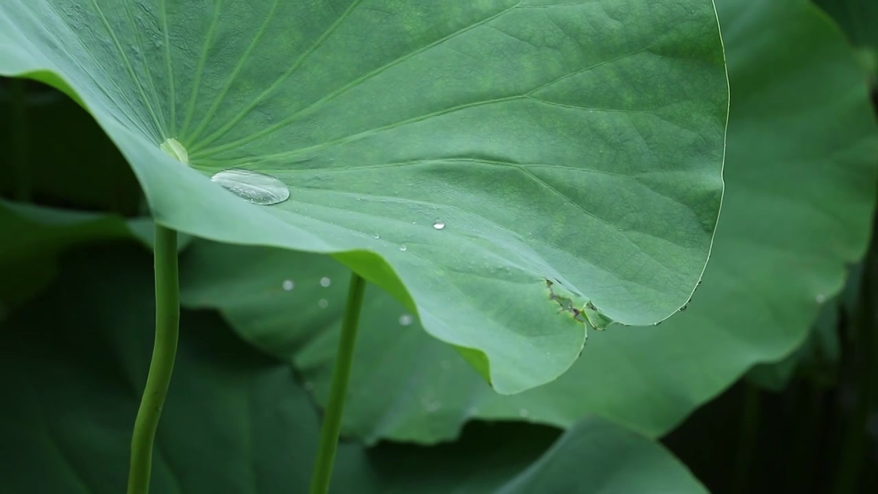 雨中的荷塘视频下载