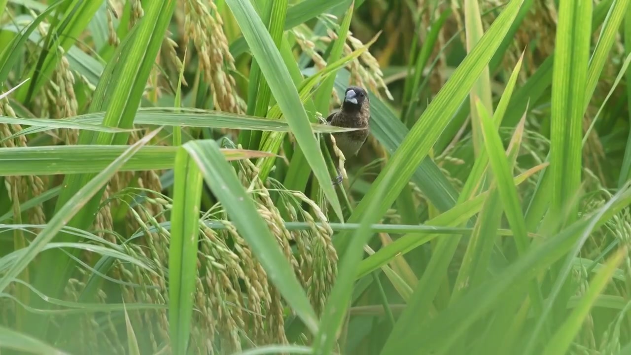 一只文鸟在稻田里觅食视频素材