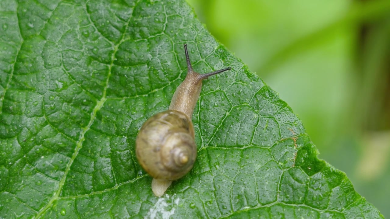 雨天叶子上爬行的蜗牛视频素材