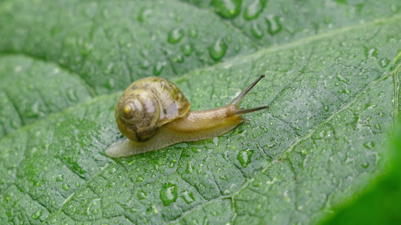 雨天叶子上爬行的蜗牛视频素材