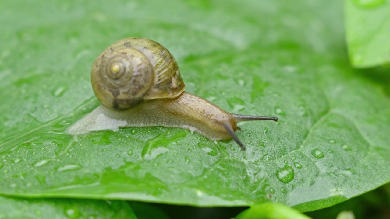 雨天叶子上爬行的蜗牛视频素材