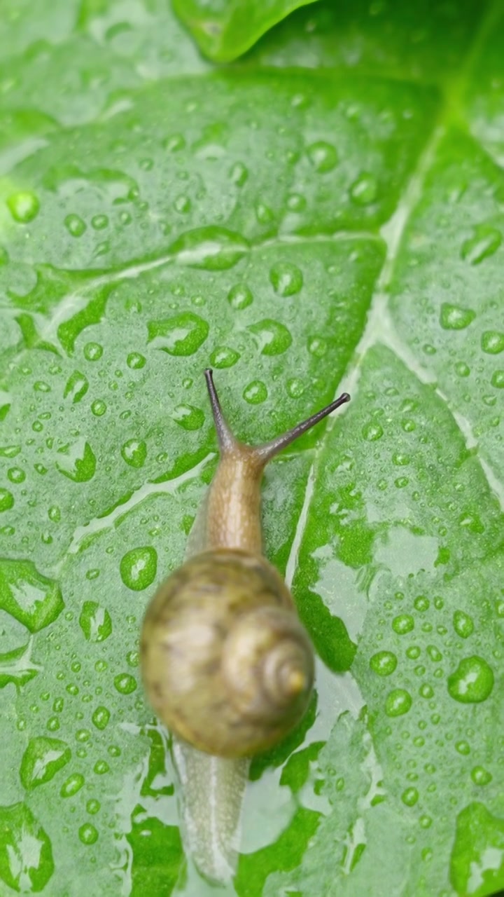 雨天叶子上爬行的蜗牛视频素材