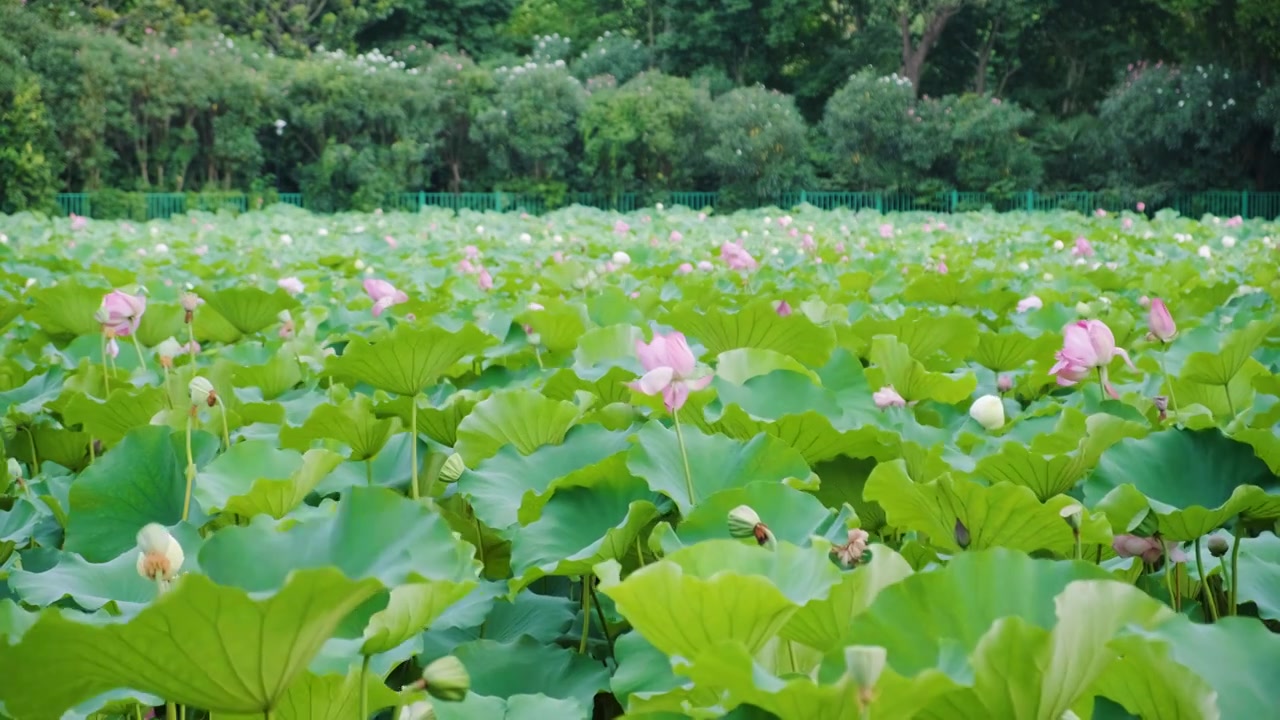 夏季荷花空镜视频素材视频下载