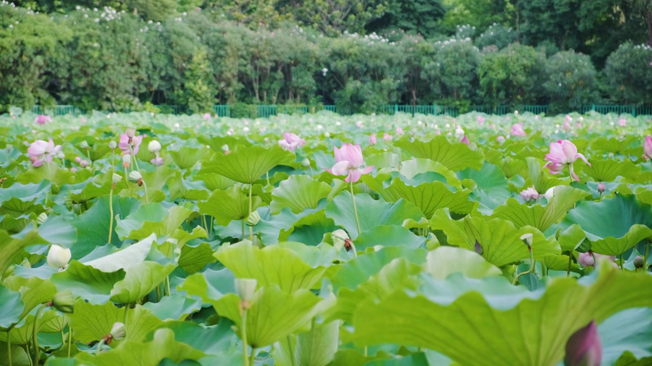 夏季荷花空镜视频素材视频下载