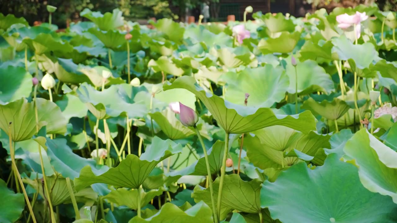 夏季荷花空镜视频素材视频下载