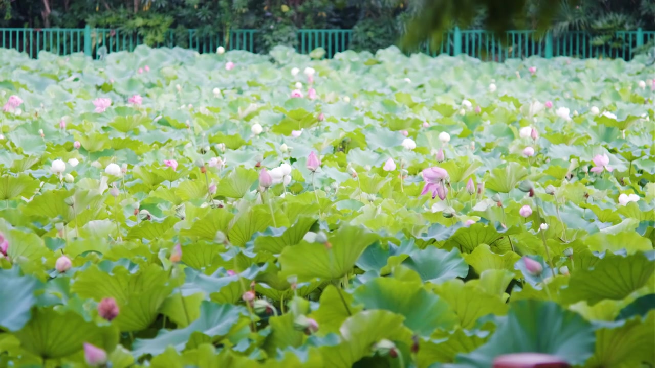 夏季荷花空镜视频素材视频素材