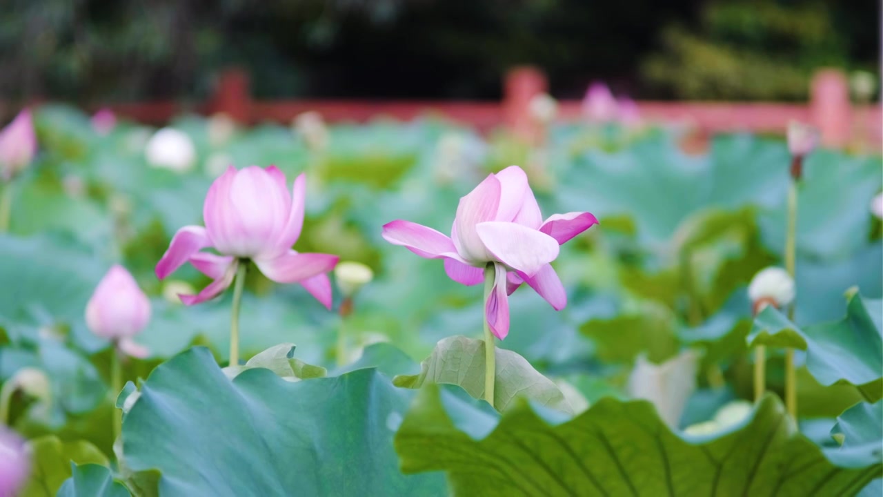 夏季荷花空镜视频素材视频下载