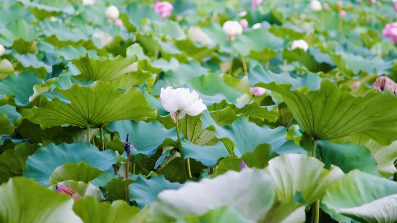 夏季荷花空镜视频素材视频下载