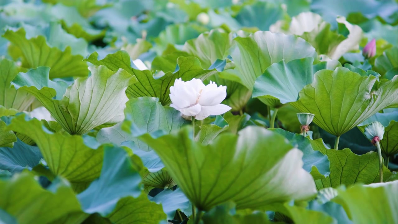 夏季荷花空镜视频素材视频素材