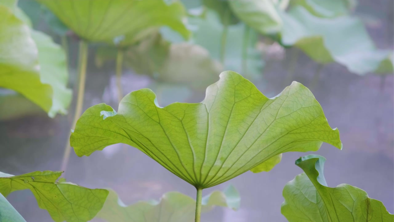 夏季荷花空镜视频素材视频下载