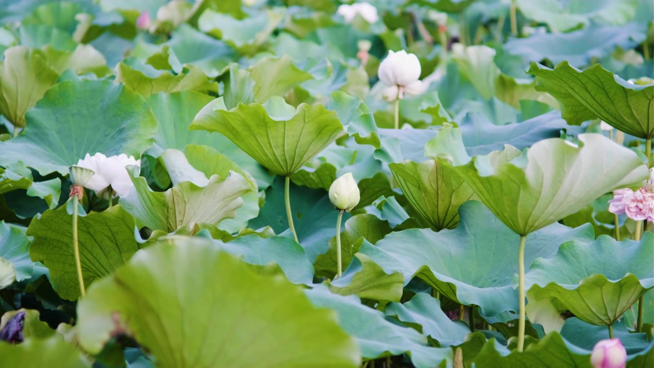 夏季荷花空镜视频素材视频下载