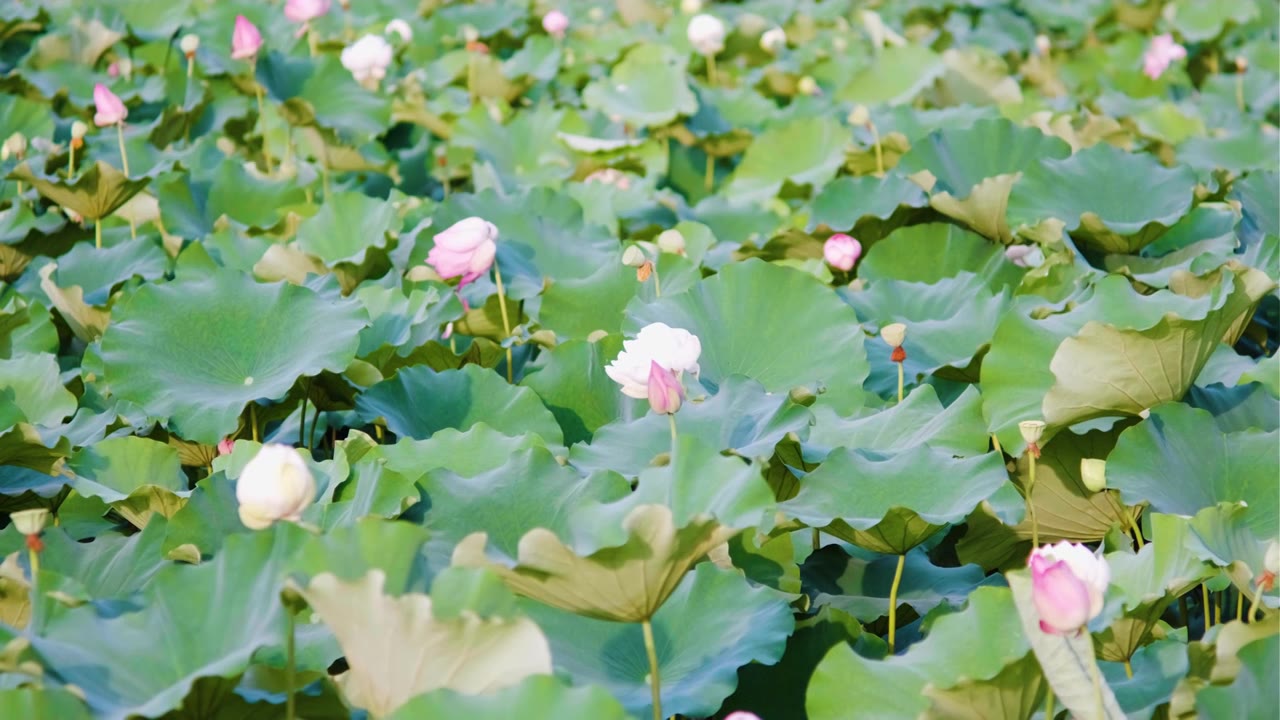 夏季荷花空镜视频素材视频下载