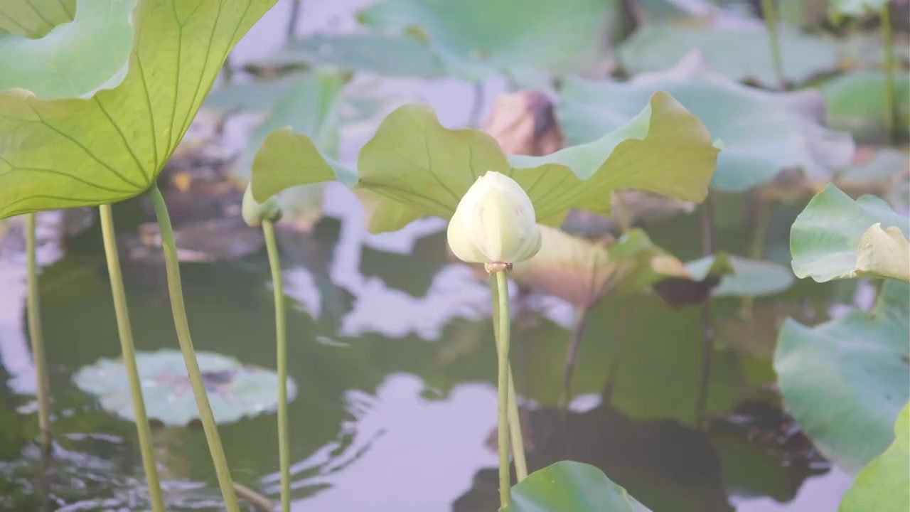 夏季荷花空镜视频素材视频下载