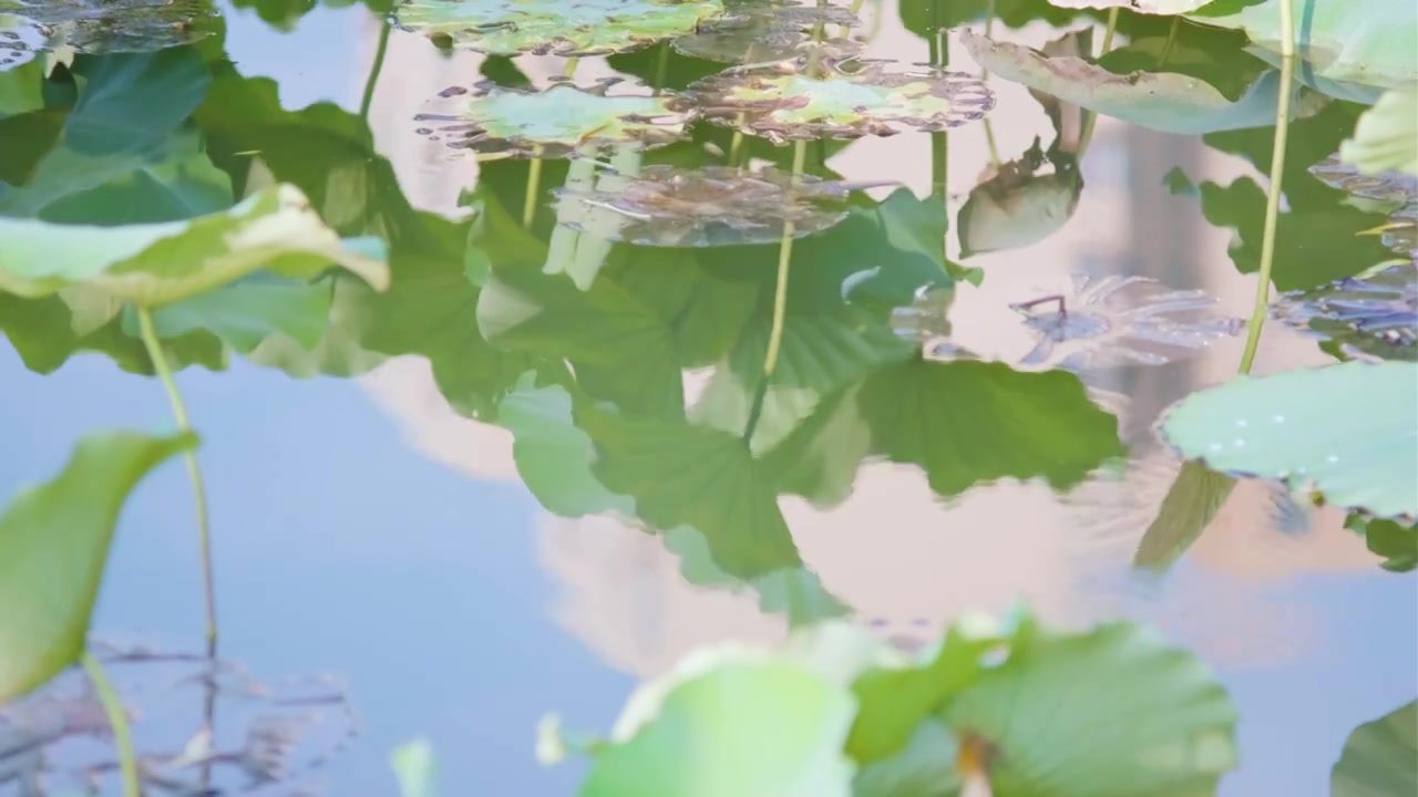 夏季荷花空镜视频素材视频下载