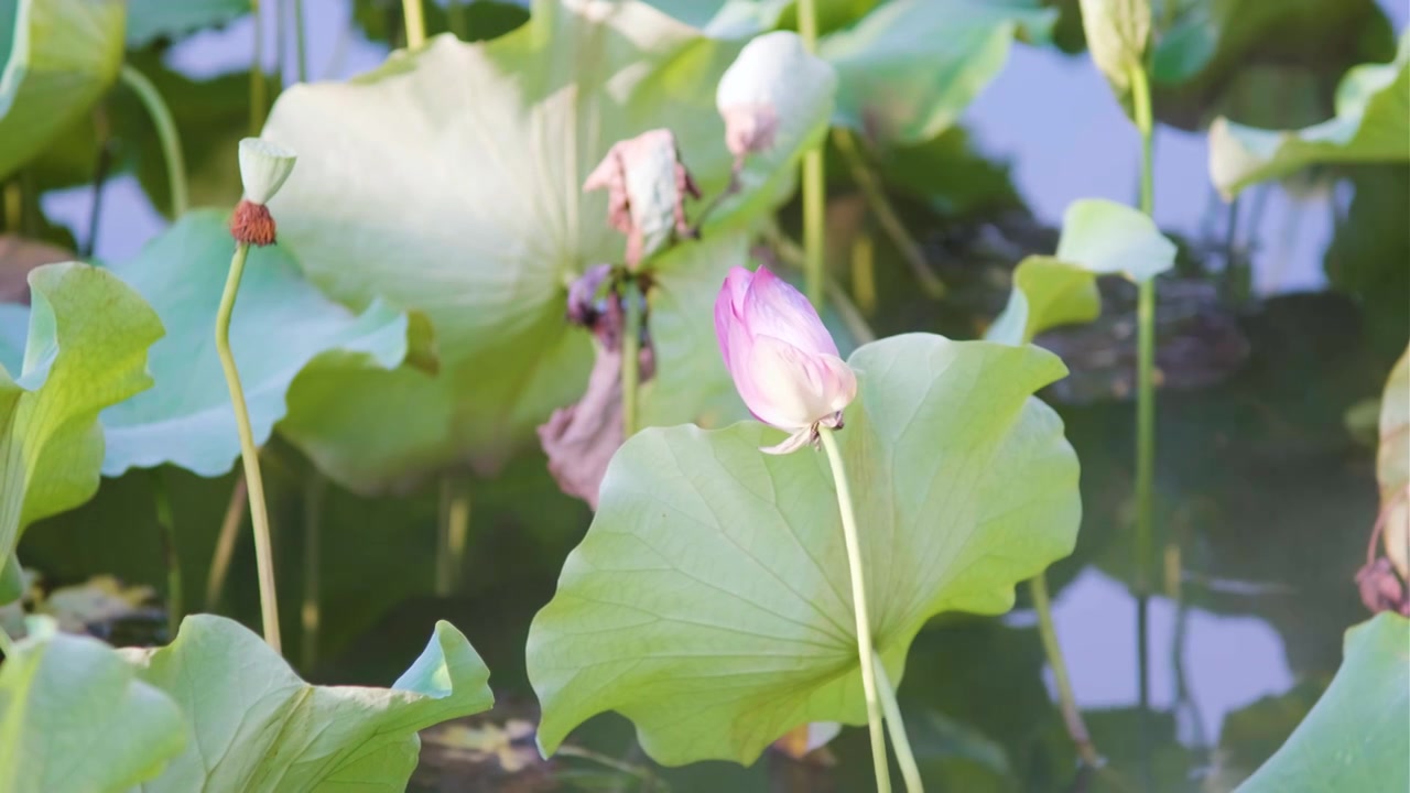 夏季荷花空镜视频素材视频下载